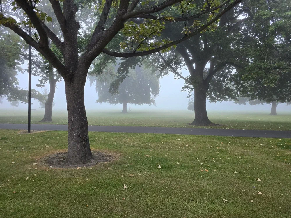 View of trees and a path in a foggy park.